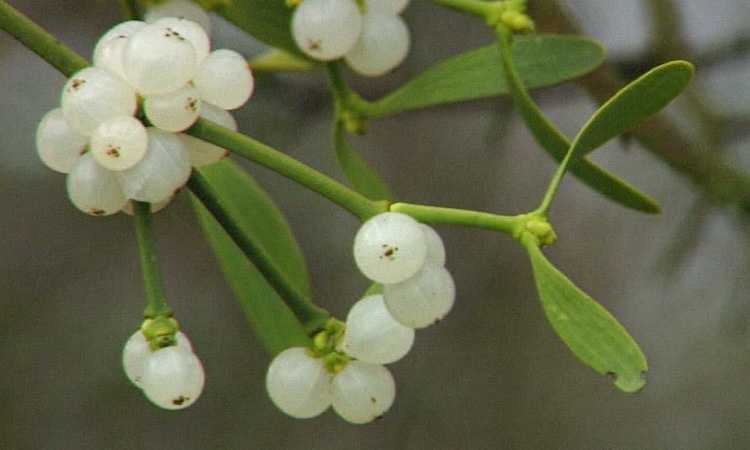 Dissémination des semences - Gui (Viscum album) - 3mn 39s